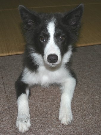 氷を前肢に乗せる犬