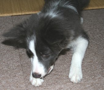 氷をもらう犬