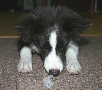 氷を楽しむ犬