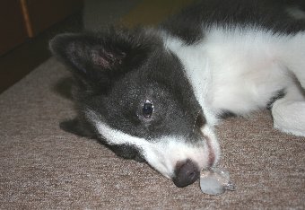 氷好きな犬