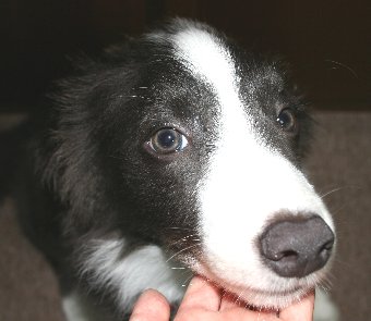 朝一番に会った時の子犬の顔