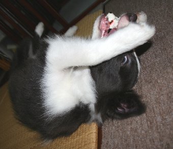 おもちゃを加えてひっくり返る子犬