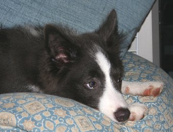 聞こえないふりをする子犬