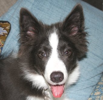 振り向く子犬