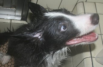 自宅でシャンプーしてもらう子犬