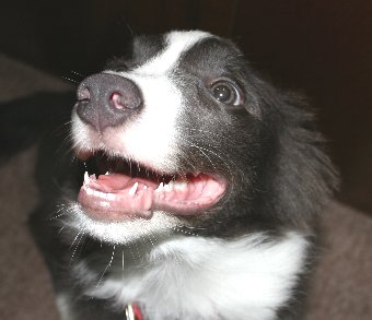 耳をたたむ子犬