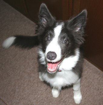 耳が大きくてアンバランスなボーダーコリーの子犬