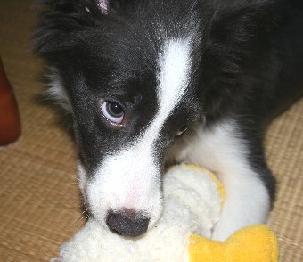 ぬいぐるみをかじる子犬