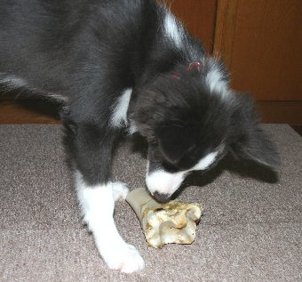 初めての骨のおやつに興味津々の子犬