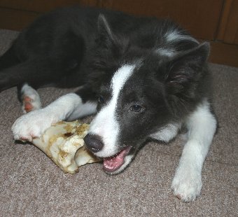 大きな骨のおやつをもらって満足気な犬