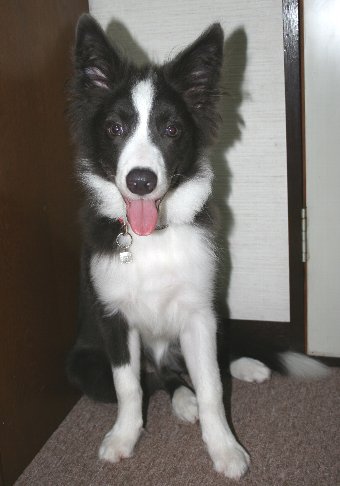 10キロを超えたボーダーコリーの子犬