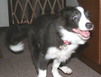 走り回る子犬