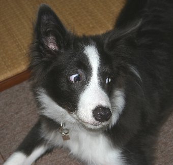 ボーダーコリーの子犬の変な顔の瞬間