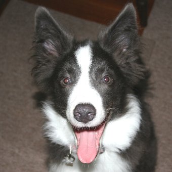 楽しそうな顔の子犬