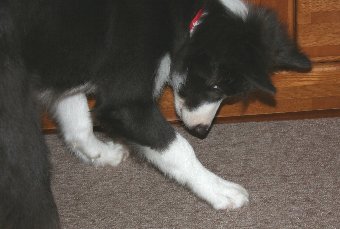 氷で遊ぶ犬