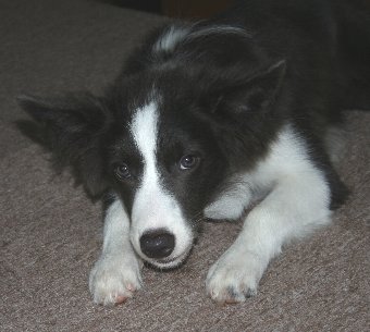氷をもらった子犬