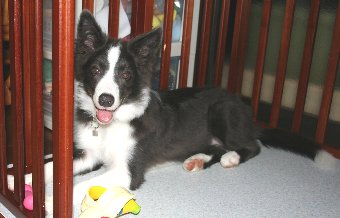 サークル好きな子犬