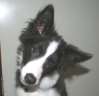 首をかしげる子犬