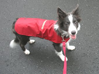 レインコートを着て散歩に行く子犬