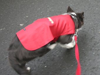 レインコートが気になる子犬