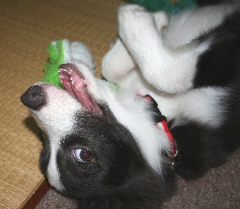 乳歯が抜けた子犬