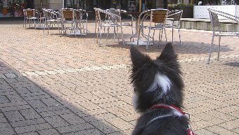 初めてショッピングモールに連れて来られた犬