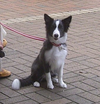 初めてのショッピングモールに緊張気味の子犬
