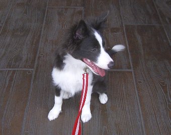 初めて買い物に付き合わされた犬