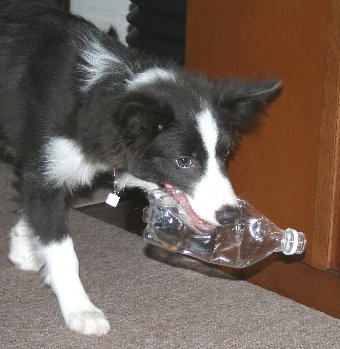 ペットボトルで遊ぶ犬