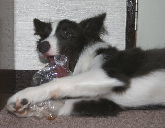 ペットボトルをかじる犬