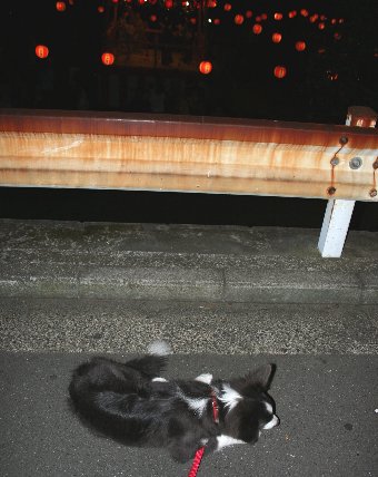 盆踊り大会を見学する子犬