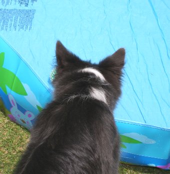 プールとボーダーの子犬