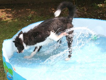 水遊びが楽しくなってきたボーダーコリーの子犬