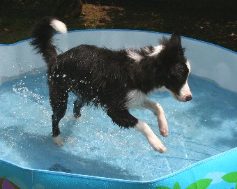 プール遊びではしゃぐ子犬