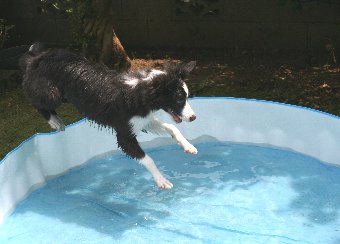 子ども用プールにジャンプする子犬