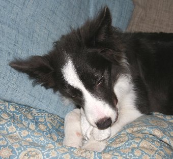 おもちゃに夢中になる子犬