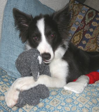 ぬいぐるみを抱きかかえるボーダーコリーの子犬
