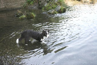初めて川に入る子犬