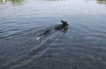 子犬の初泳ぎ