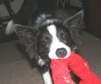 ひっぱりっこをする犬