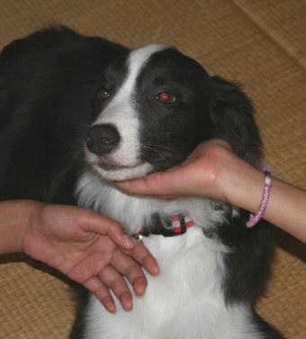 初めての人に撫でてもらう子犬