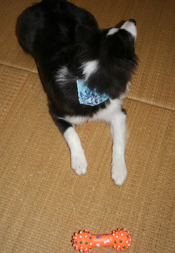 バンダナ付きの首輪をする犬
