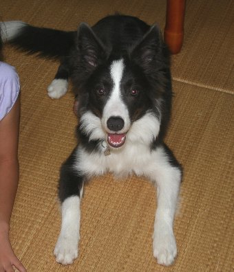 楽しそうな犬