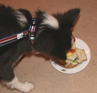 初めてケーキを食べる犬