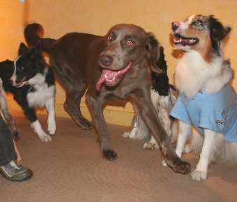 遊ぶ犬たち