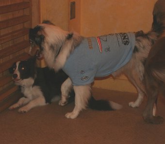 先輩犬に叱られるボーダーコリー