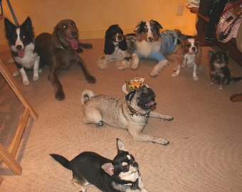 犬たちの記念撮影
