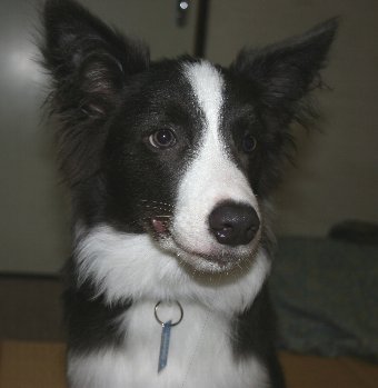 待たされてヨダレをたらす犬