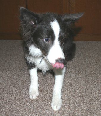 舌を出す子犬