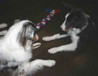 おもちゃの取り合いをする犬たち